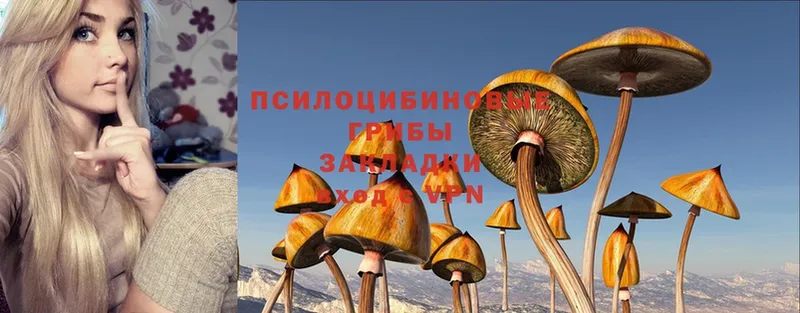 Галлюциногенные грибы Magic Shrooms  Зеленогорск 